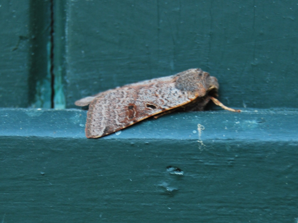 Nottuidae 2
